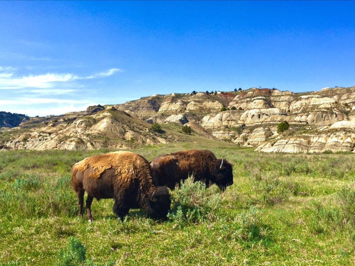 Imagen de bisontes en la naturaleza.